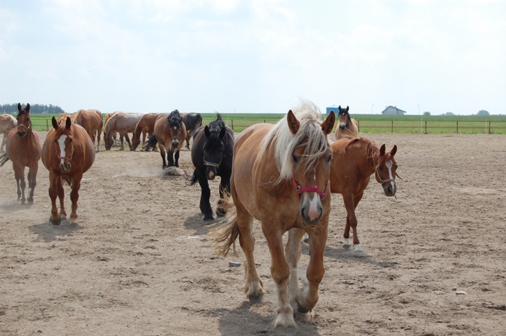 zastosowanie Technologii EM w hodowli i chowie koni - obrazek